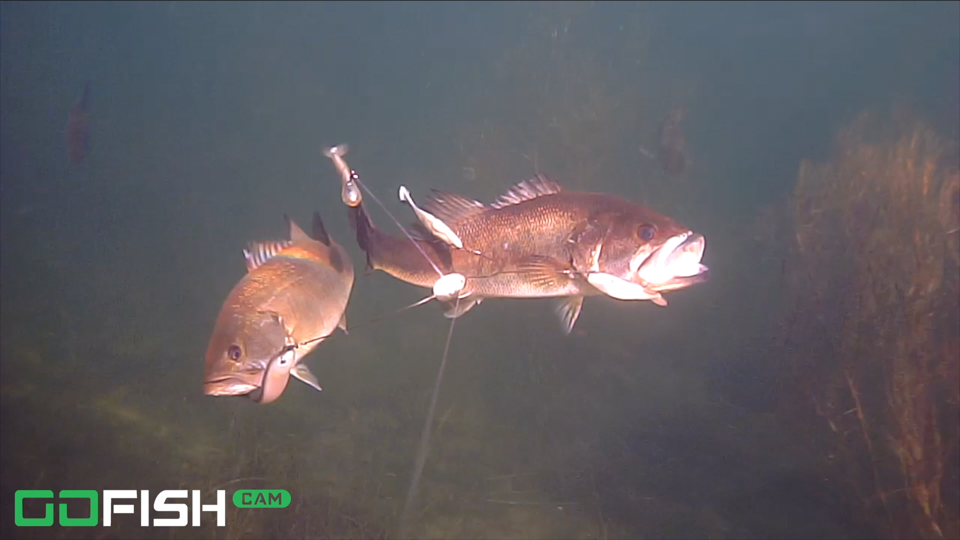 GoFish Cam ゴーフィッシュカム　防水　水中カメラ　フィッシング　釣りまたmic